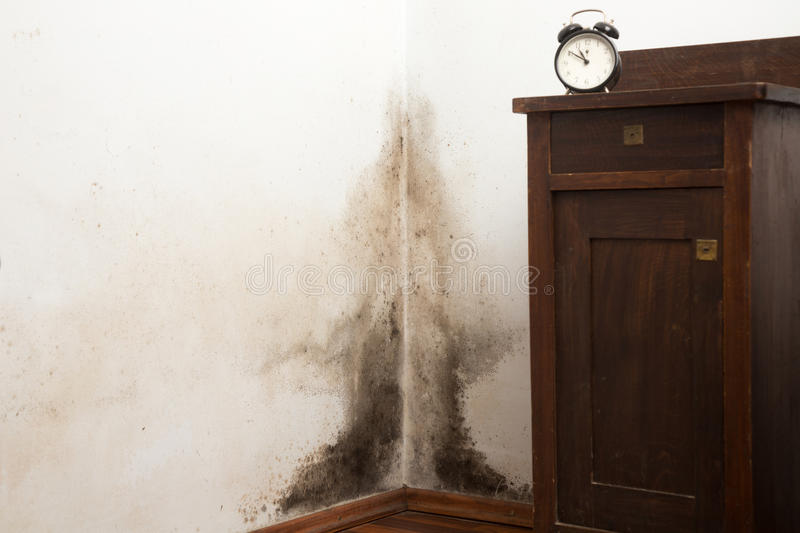 Keeping your Top End home mould free