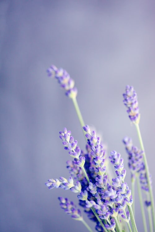 9 Home Tips For Using Lavender Essential Oil