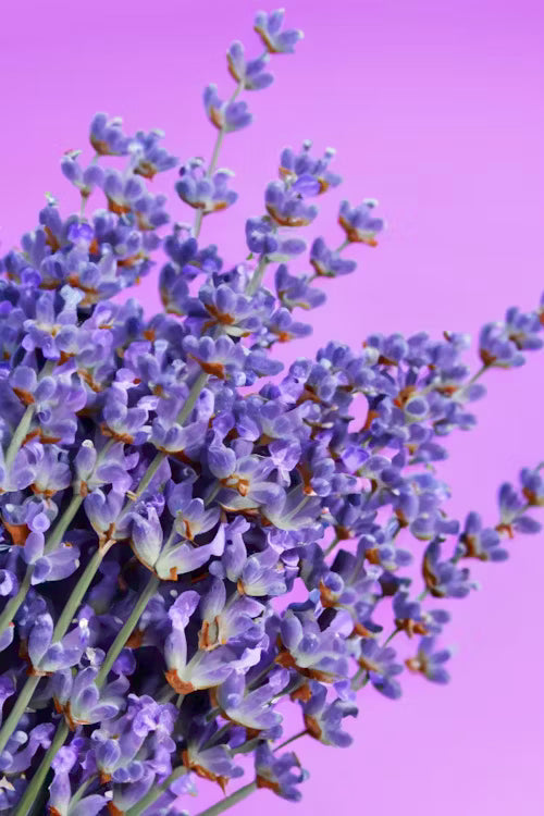 9 Home Tips For Using Lavender Essential Oil